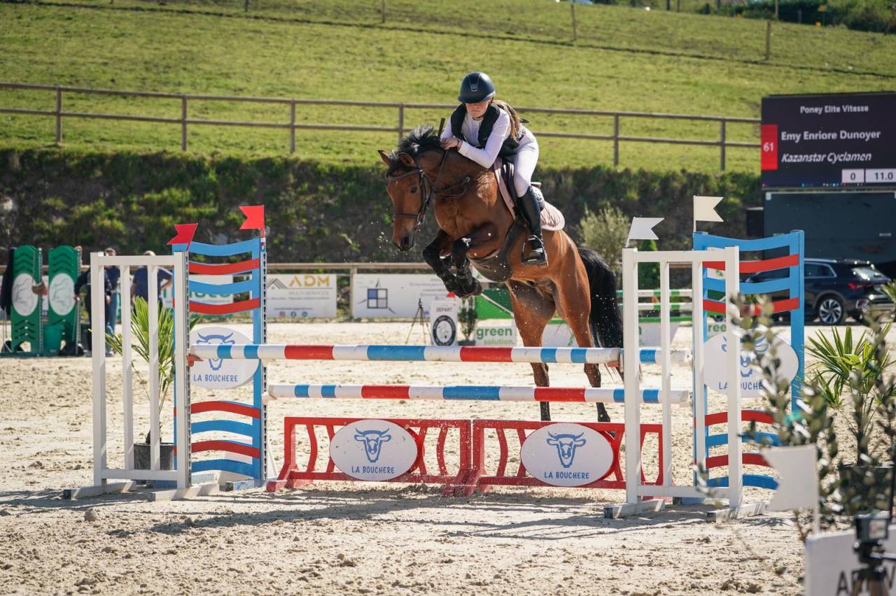 Gelding French Saddle Pony For sale 2020 Bay
