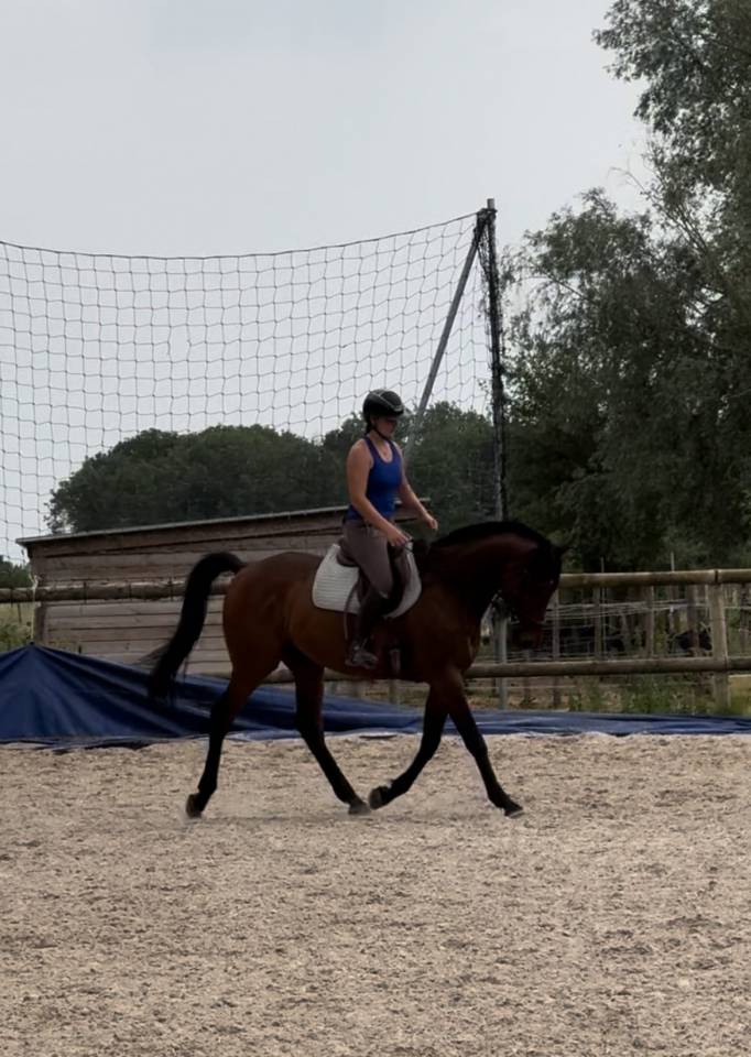 Gelding Thoroughbred For sale 2016 Dark Bay