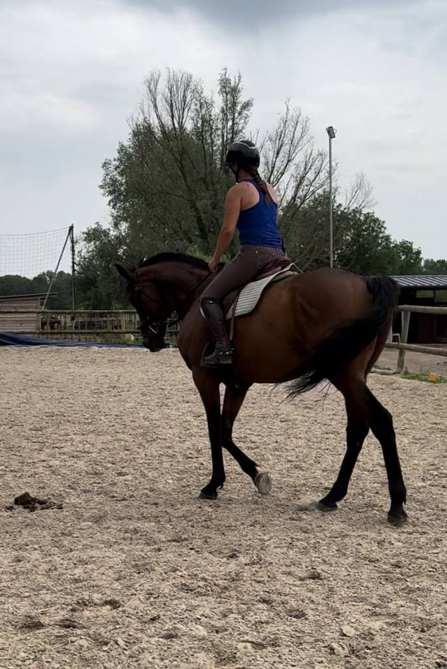 Gelding Thoroughbred For sale 2016 Dark Bay