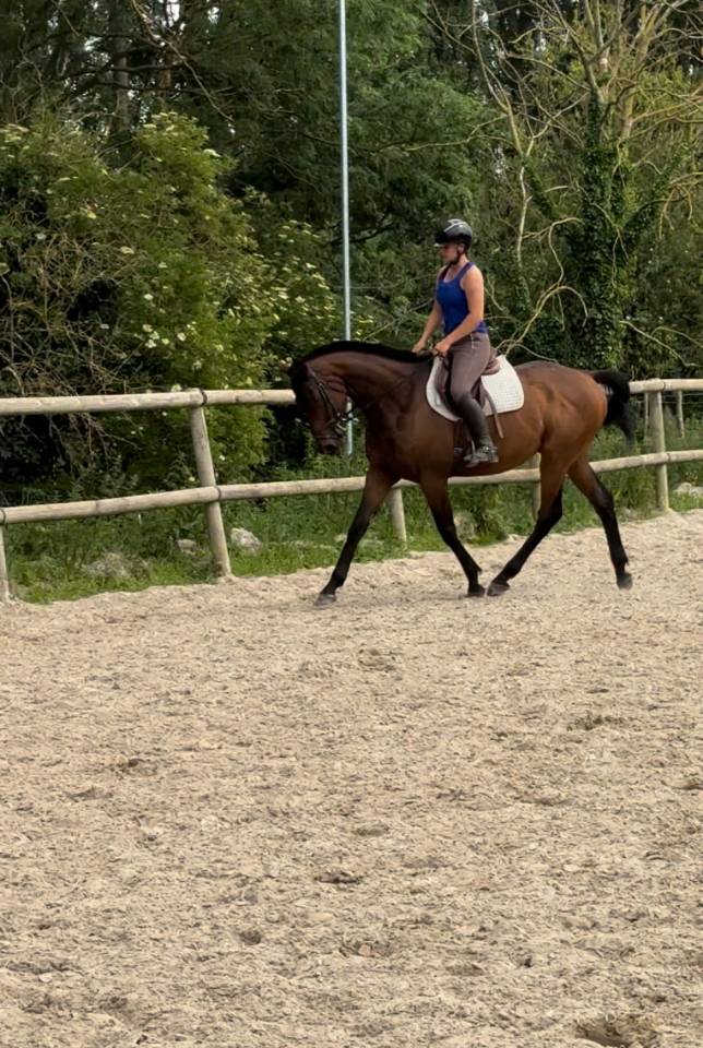 Gelding Thoroughbred For sale 2016 Dark Bay