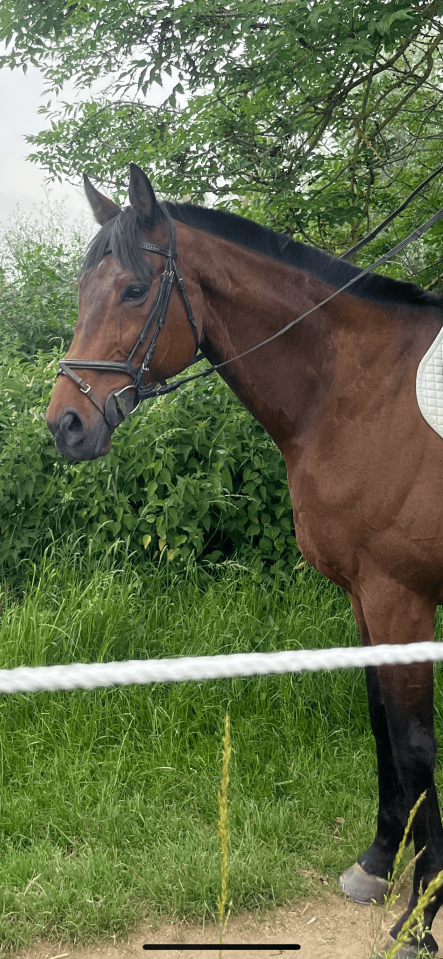 Gelding Thoroughbred For sale 2016 Dark Bay