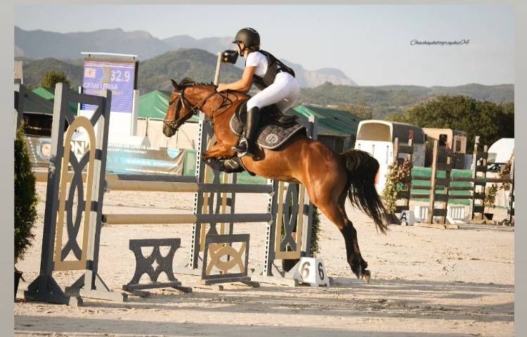 Mare French Saddle Pony For loan 2016 Bay