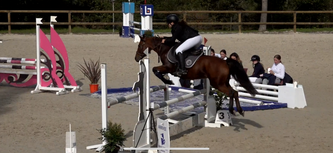 Mare French Saddle Pony For loan 2016 Bay