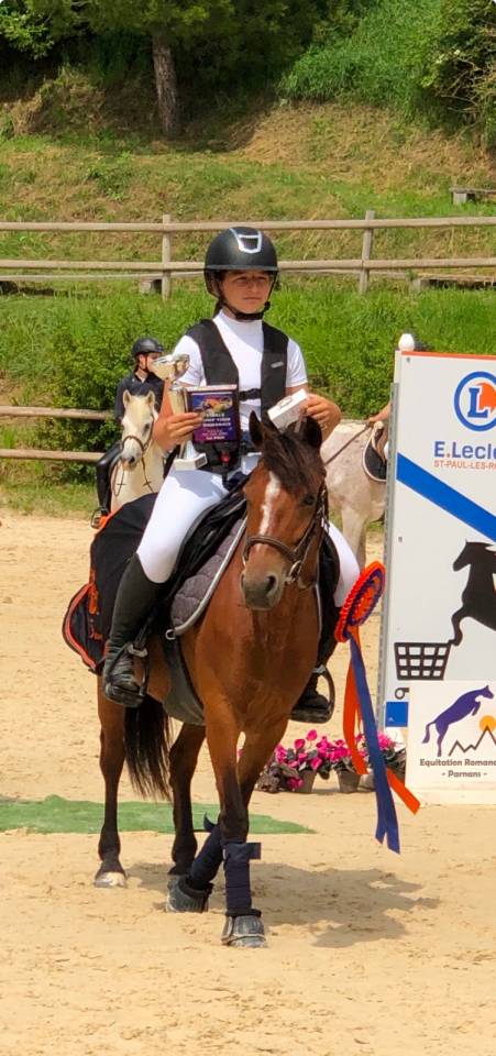 Mare French Saddle Pony For loan 2016 Bay