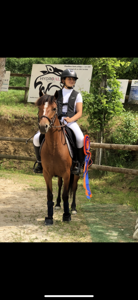 Mare French Saddle Pony For loan 2016 Bay