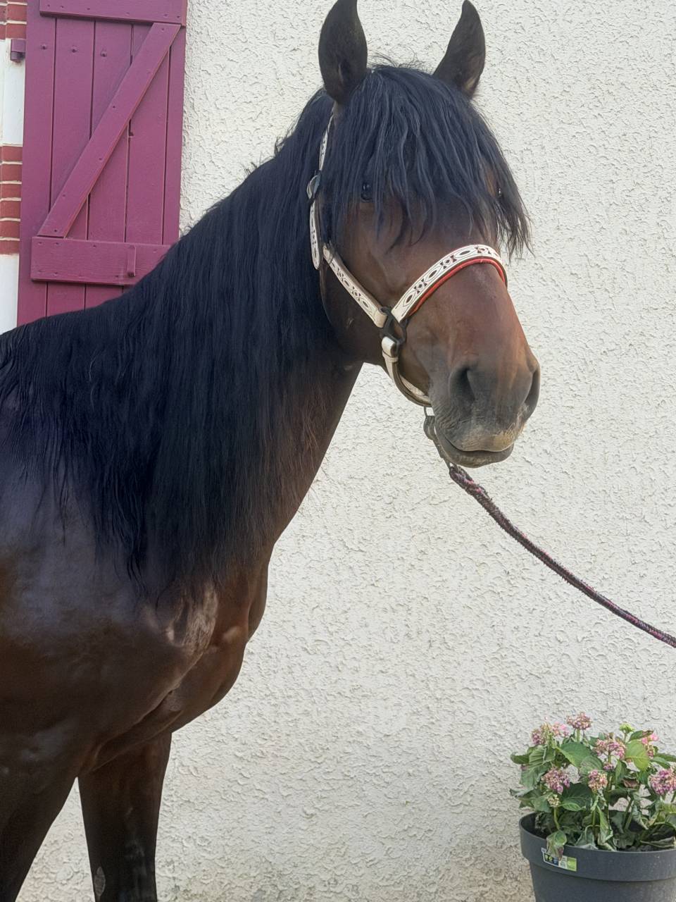 Gelding No Origin Recorded For sale 2021 Bay