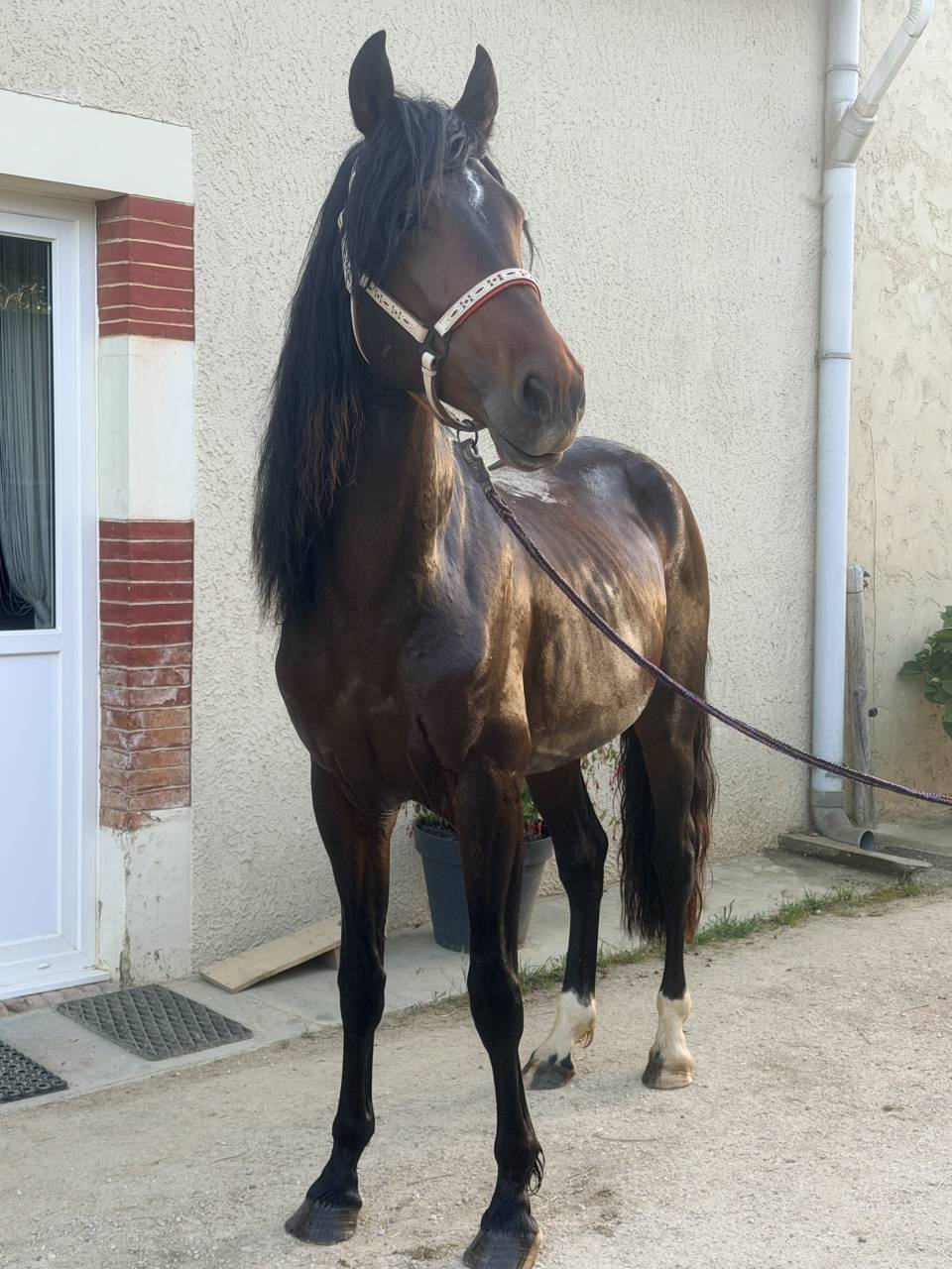 Gelding No Origin Recorded For sale 2021 Bay