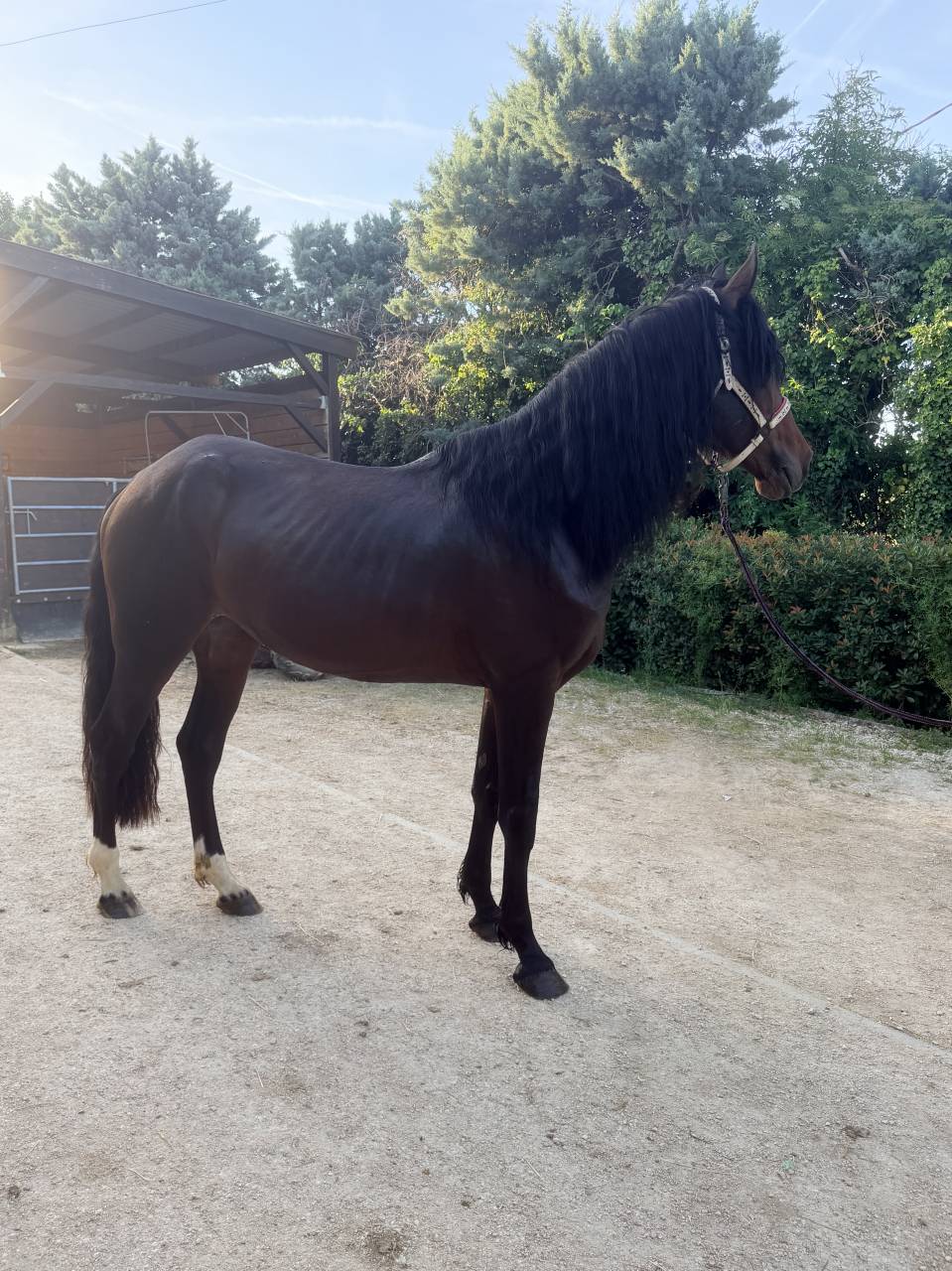 Gelding No Origin Recorded For sale 2021 Bay