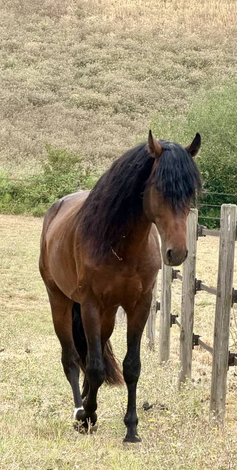 Gelding No Origin Recorded For sale 2021 Bay