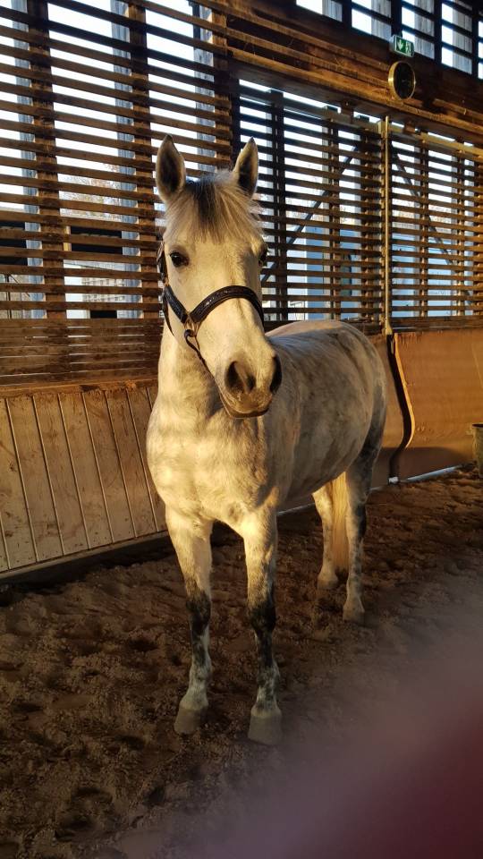 Mare Origin Recorded For sale 2015 Grey
