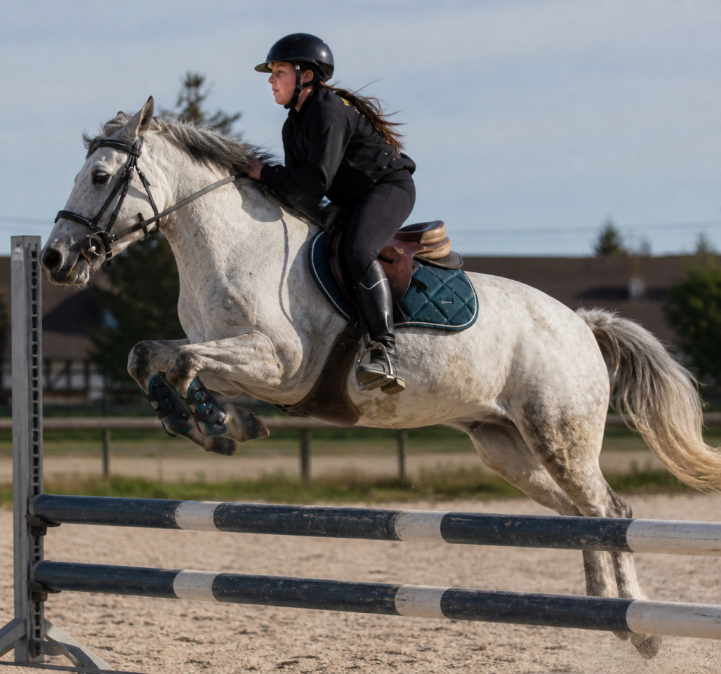 Mare Origin Recorded For sale 2015 Grey