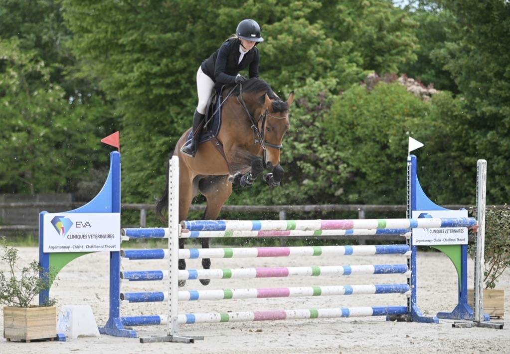 Gelding Selle Fran&ccedil;ais For sale 2021 Bay