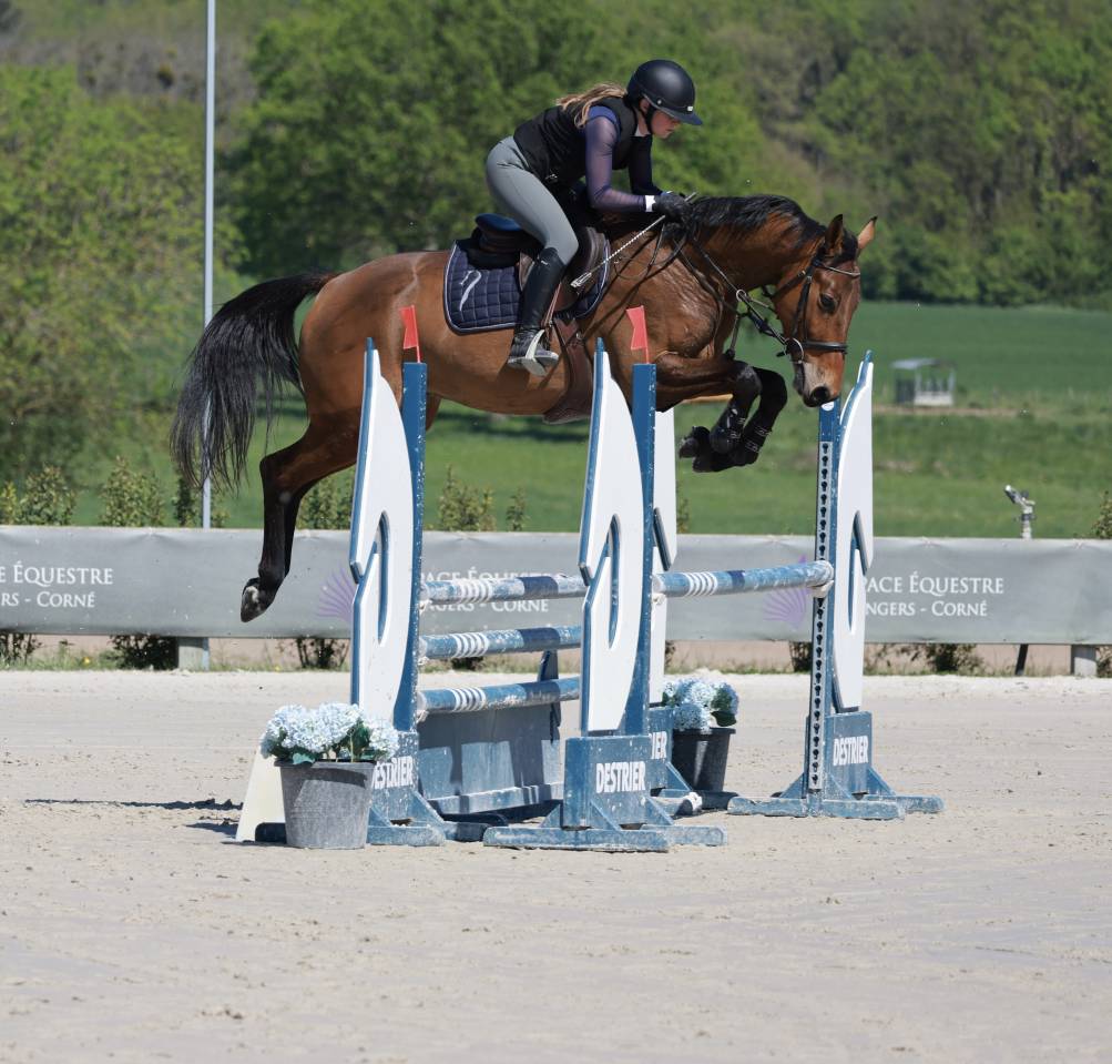 Gelding Selle Fran&ccedil;ais For sale 2021 Bay
