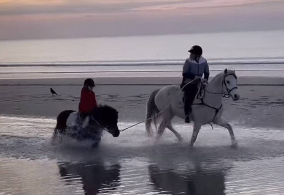 Gelding Connemara For sale 2013 Grey