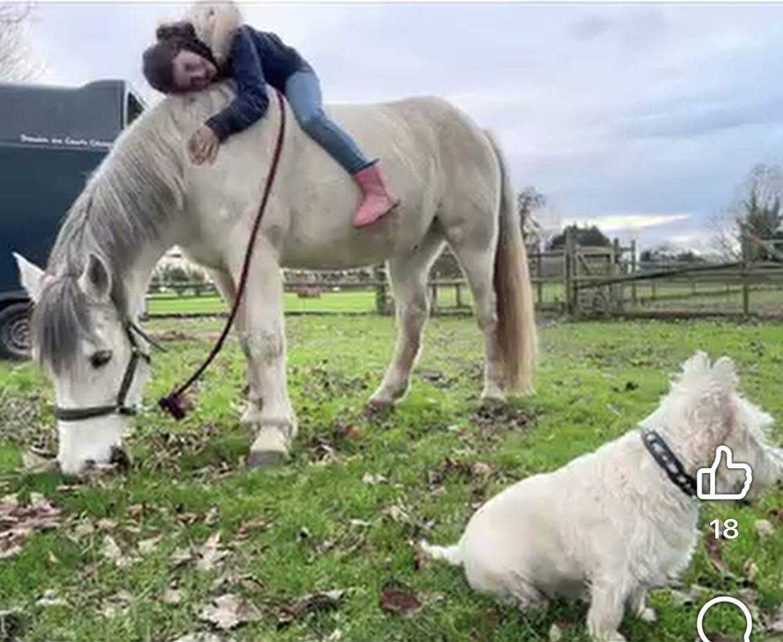 Gelding Connemara For sale 2013 Grey