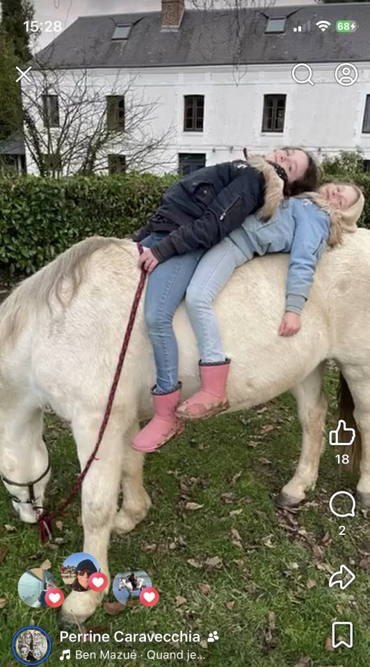 Gelding Connemara For sale 2013 Grey