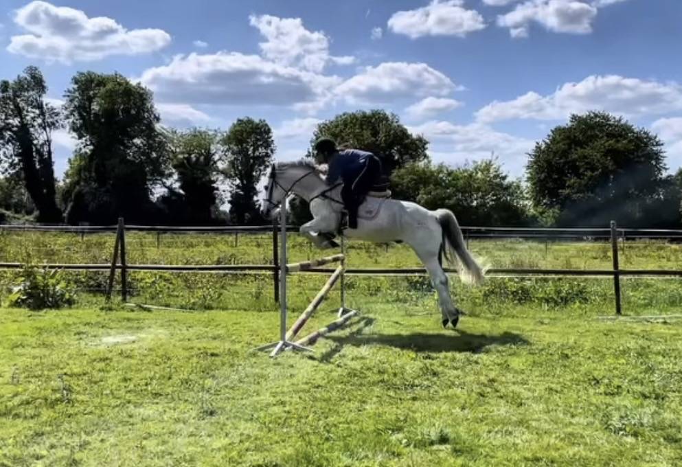 Gelding Connemara For sale 2013 Grey