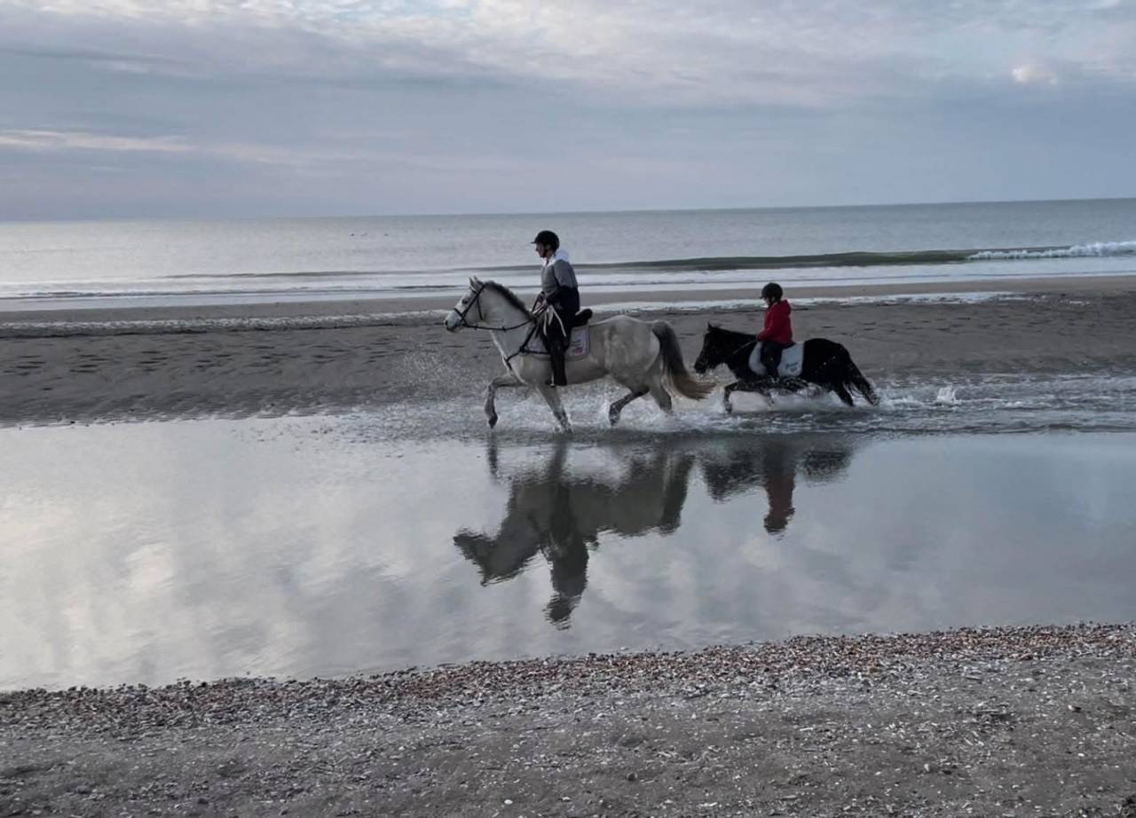 Gelding Connemara For sale 2013 Grey