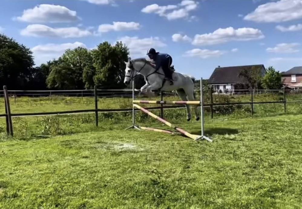 Gelding Connemara For sale 2013 Grey