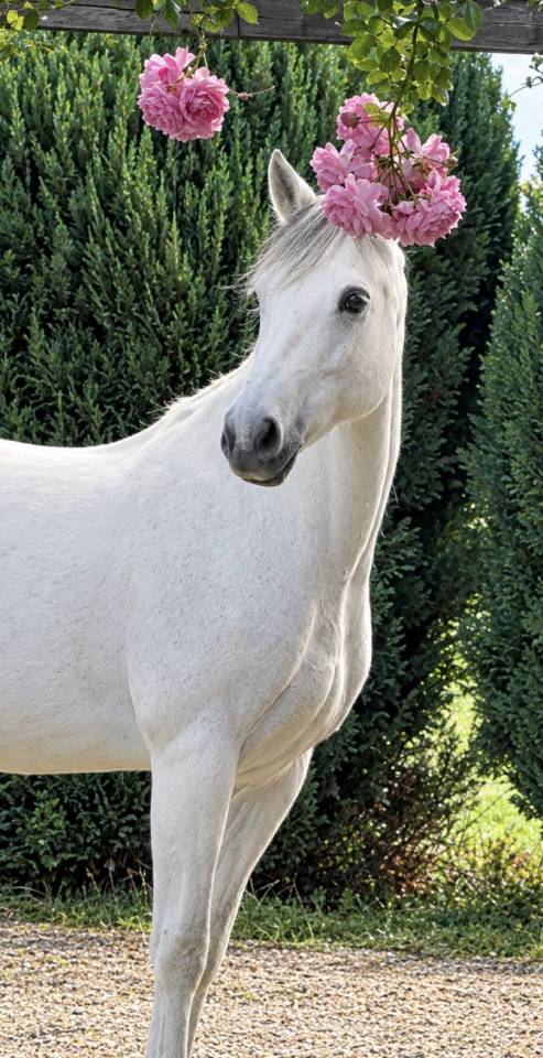 Gelding Connemara For sale 2013 Grey
