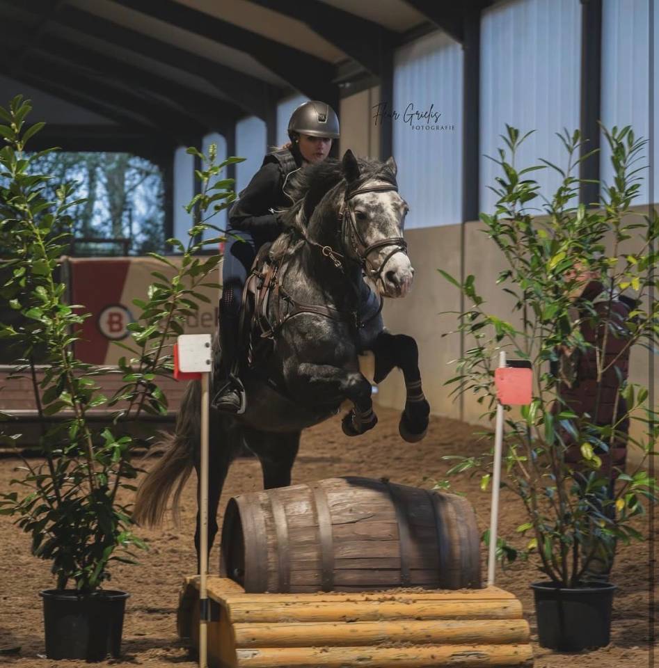 Gelding Connemara For sale 2019 Grullo