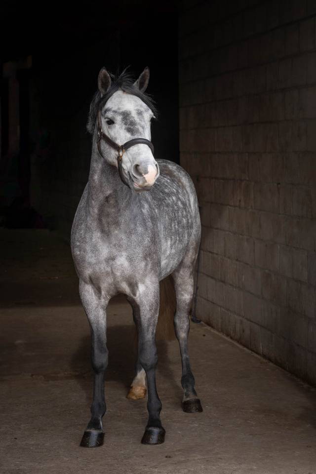 Gelding Connemara For sale 2019 Grullo