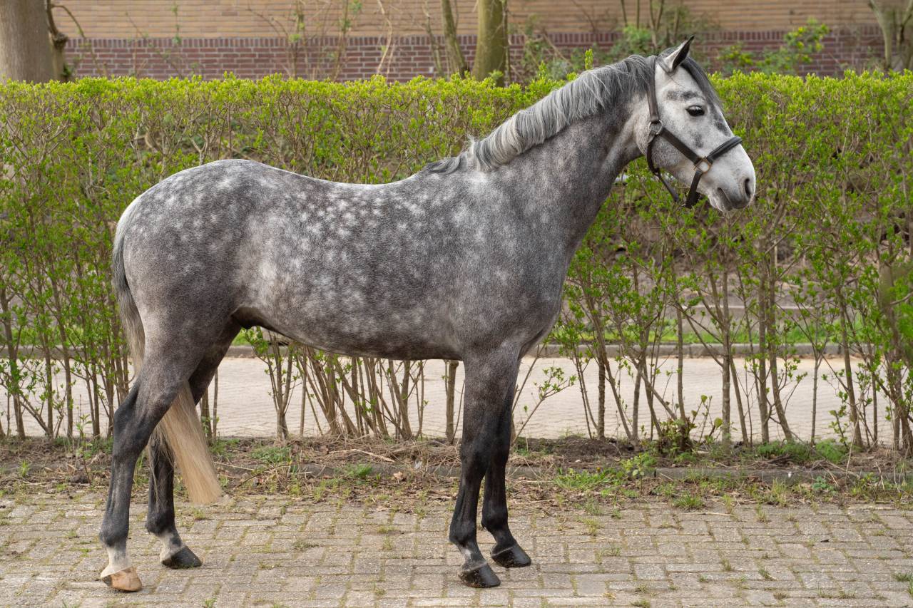 Gelding Connemara For sale 2019 Grullo