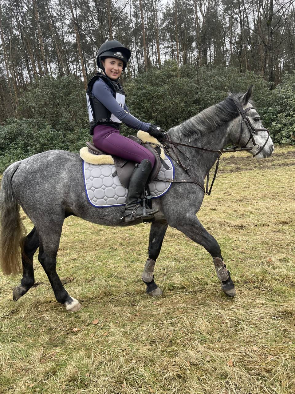Gelding Connemara For sale 2019 Grullo