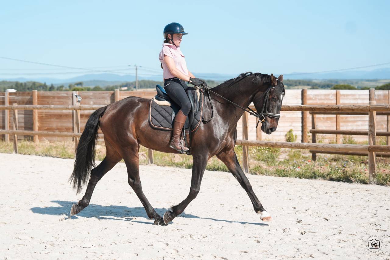 Mare KWPN Dutch Warmblood For sale 2020 Bay