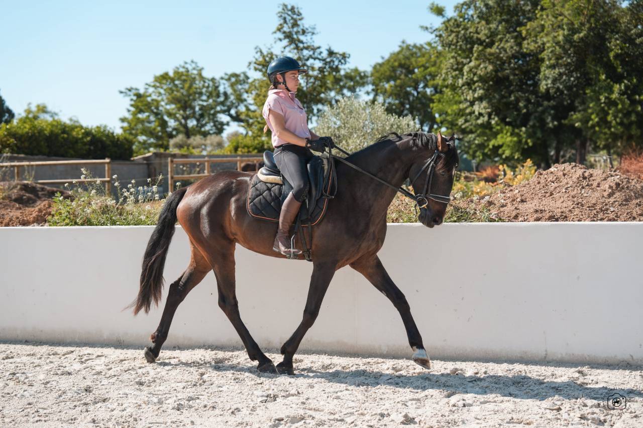 Mare KWPN Dutch Warmblood For sale 2020 Bay