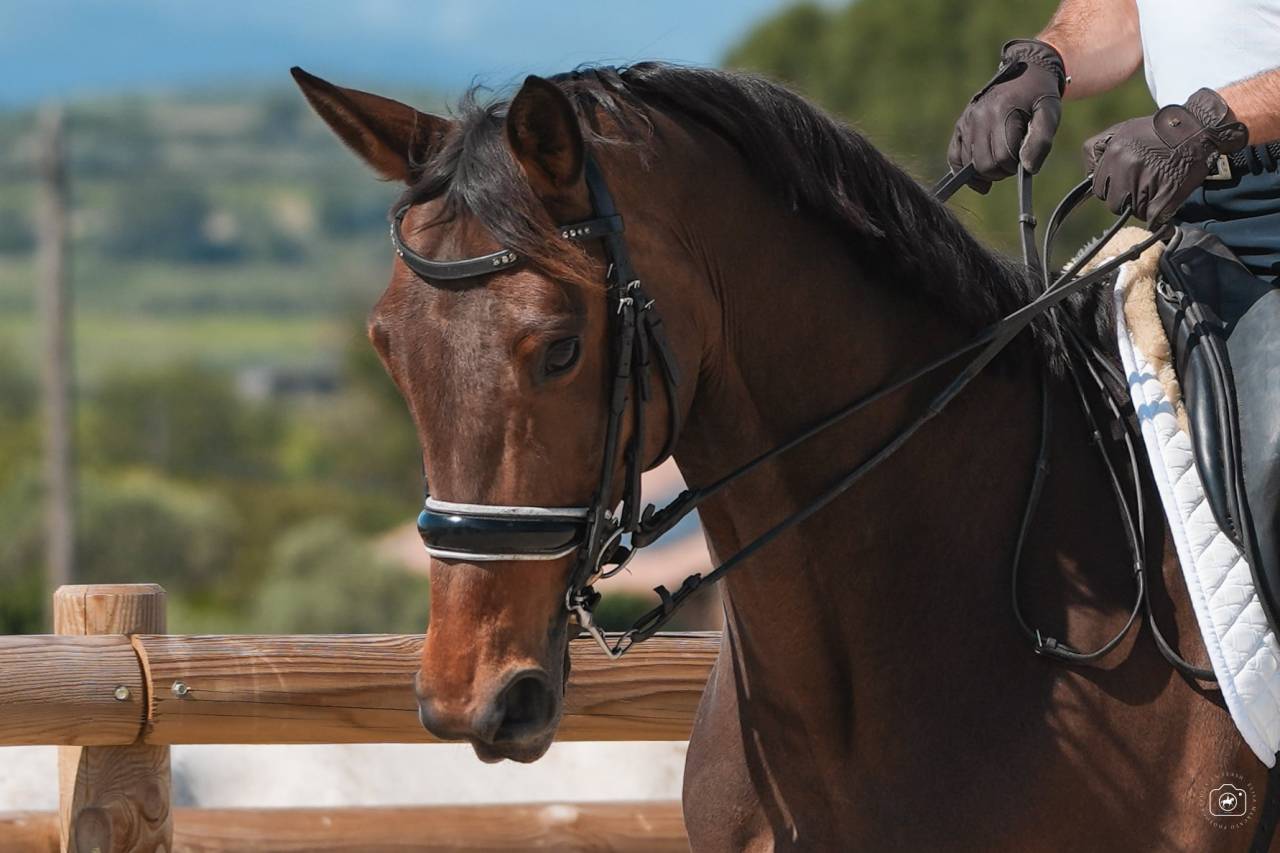 Mare Hanoverian For sale 2016 Bay
