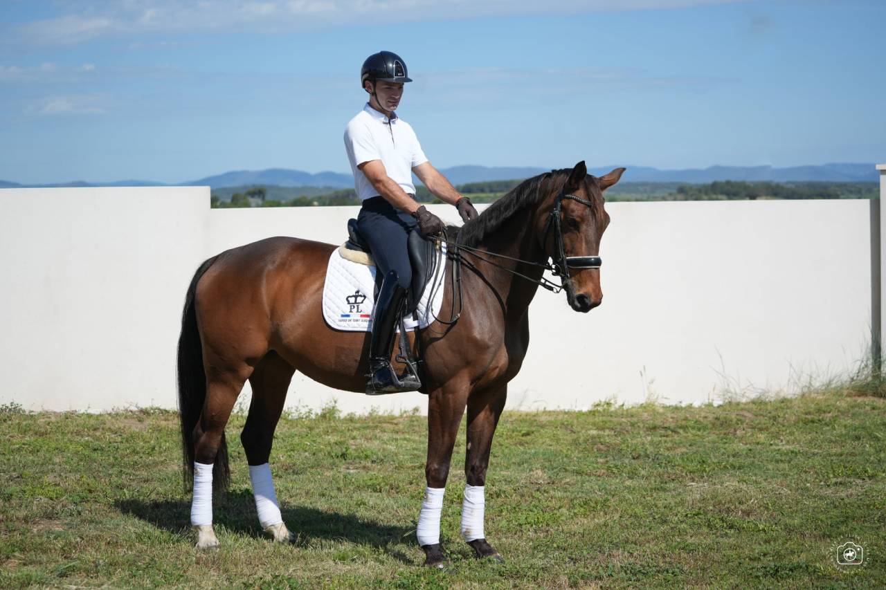 Mare Hanoverian For sale 2016 Bay
