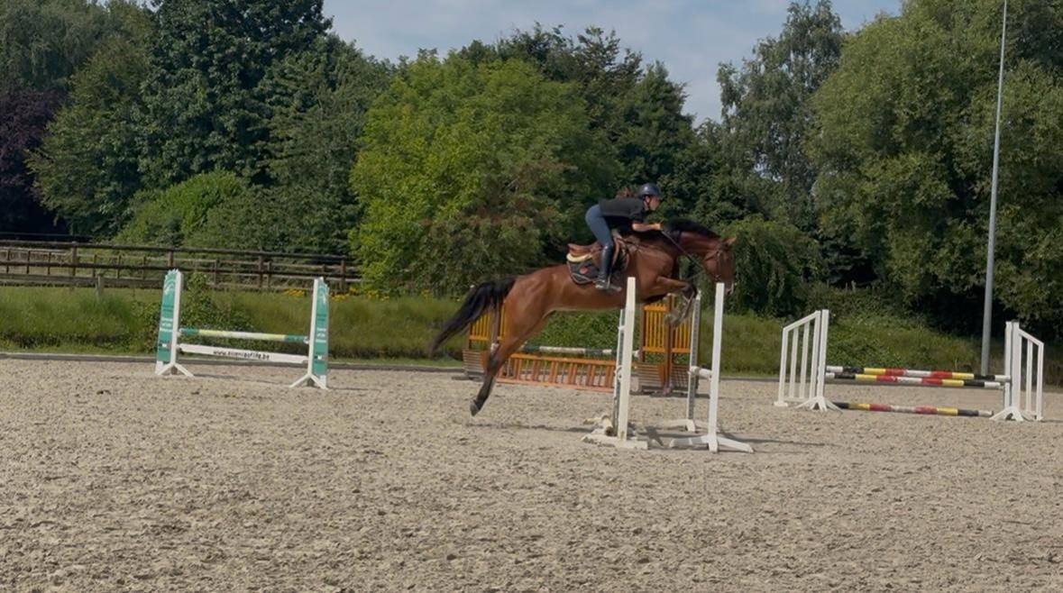 Mare KWPN Dutch Warmblood For sale 2020 Bay