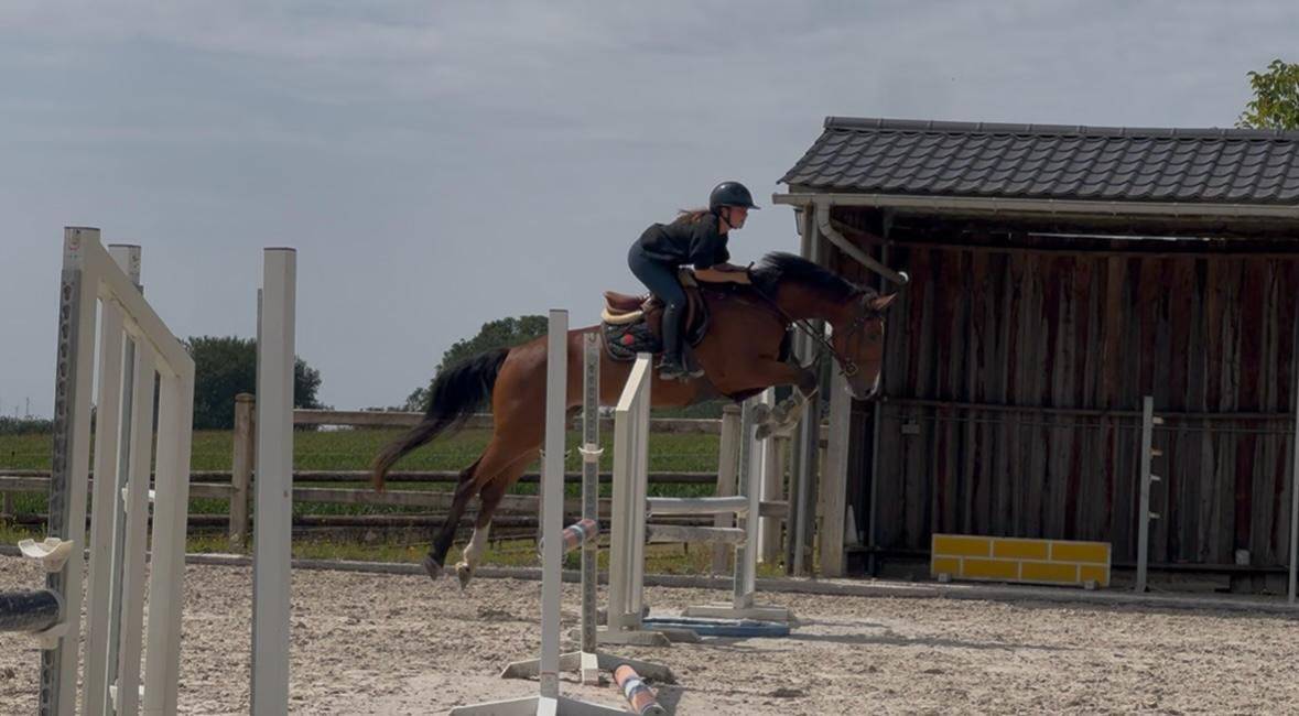 Mare KWPN Dutch Warmblood For sale 2020 Bay