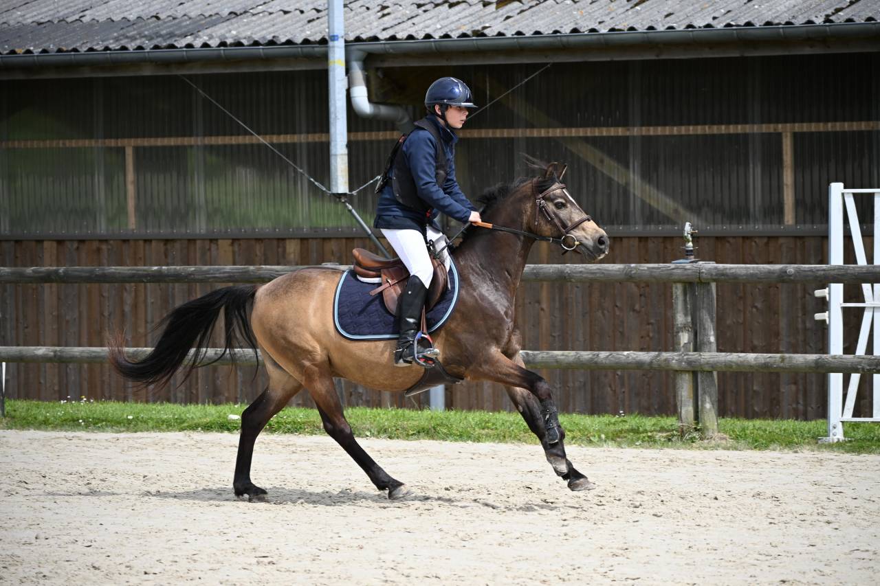 Gelding French Saddle Pony For sale 2013 Buckskin