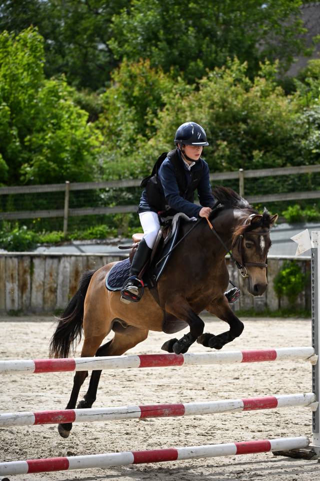 Gelding French Saddle Pony For sale 2013 Buckskin