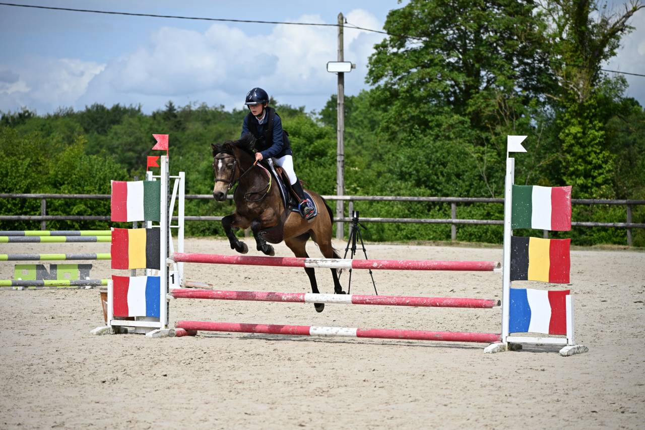 Gelding French Saddle Pony For sale 2013 Buckskin