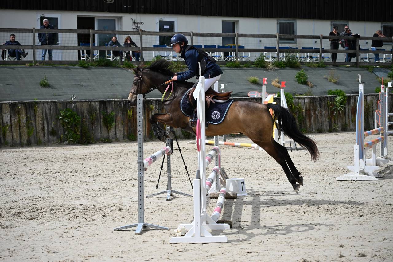 Gelding French Saddle Pony For sale 2013 Buckskin