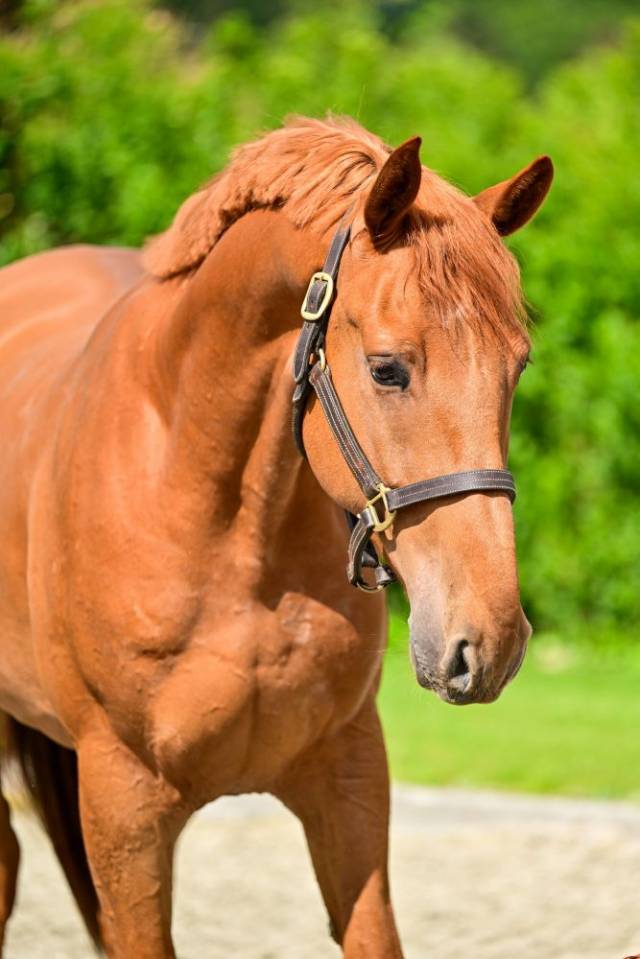 Gelding Zangersheide For sale 2022 Chesnut