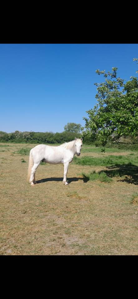 Gelding Connemara For sale 2013 Grey