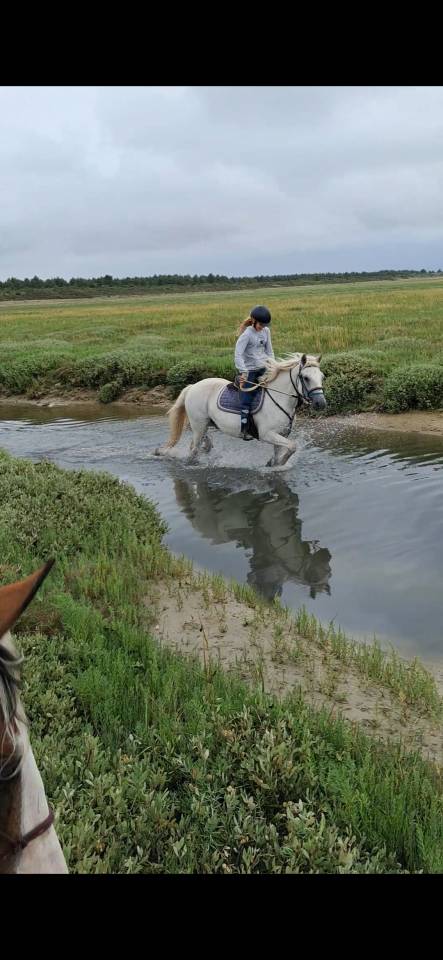 Gelding Connemara For sale 2013 Grey