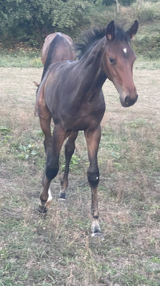 Colt Selle Fran&ccedil;ais For sale 2026 Bay