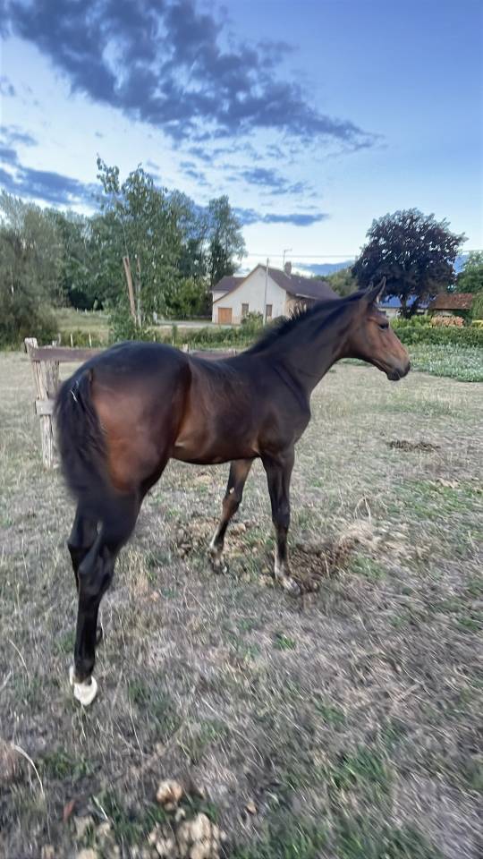 Colt Selle Fran&ccedil;ais For sale 2026 Bay