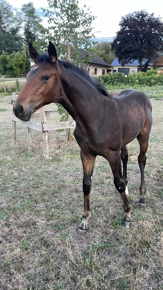 Colt Selle Fran&ccedil;ais For sale 2026 Bay