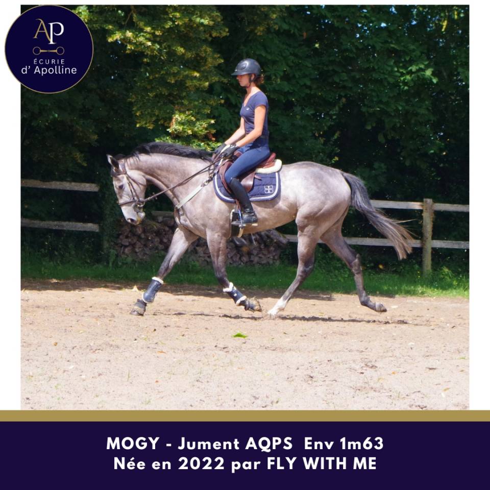 Mare AQPS For sale 2022 Grey