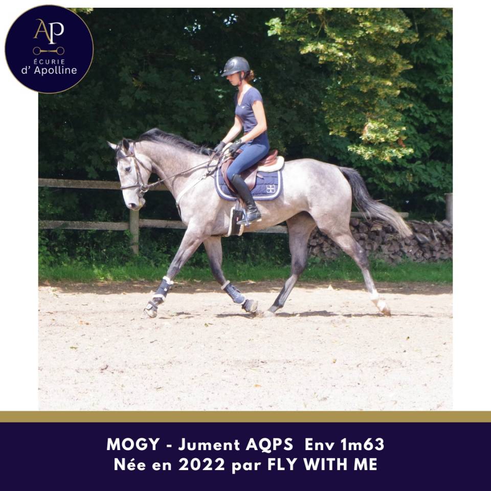 Mare AQPS For sale 2022 Grey