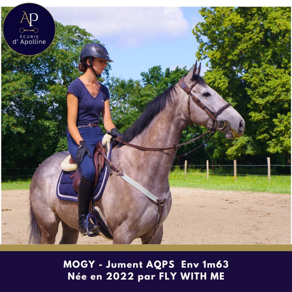 Mare AQPS For sale 2022 Grey
