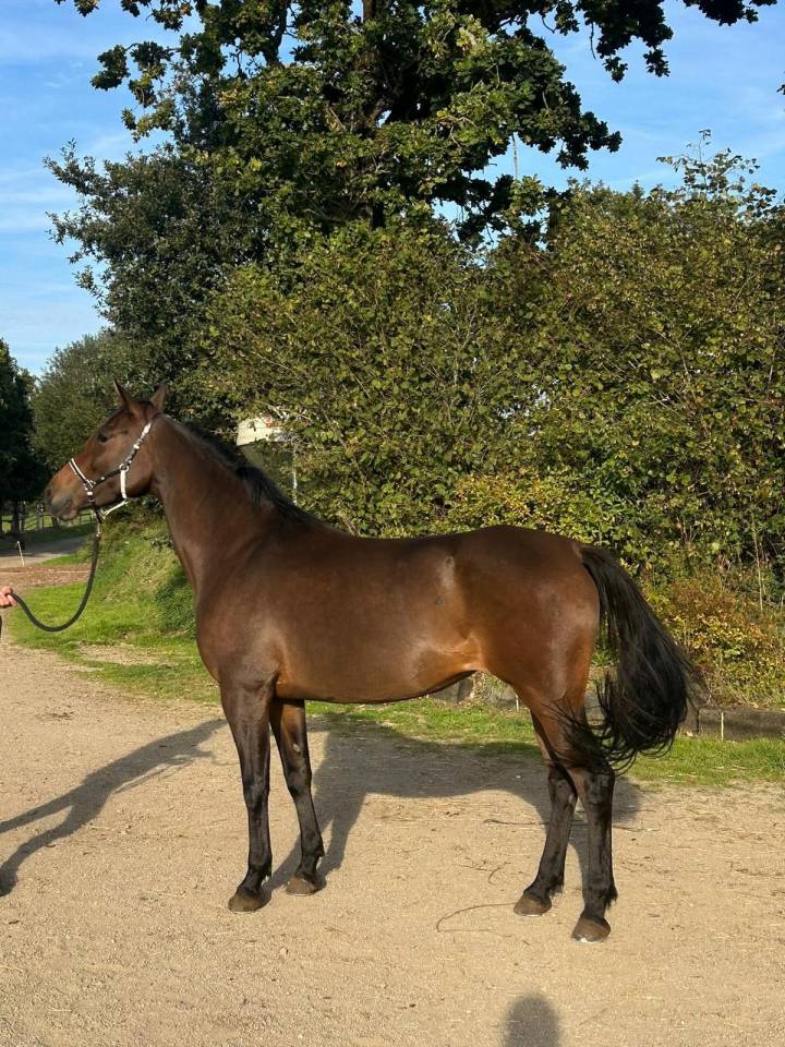 Mare Arabian For sale 2020 Bay