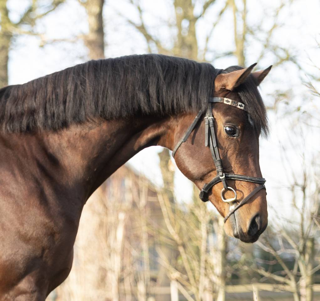 Entire KWPN Dutch Warmblood For sale 2022 Brown