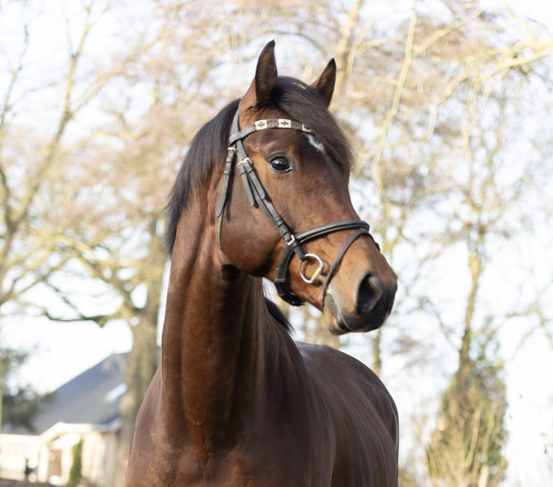 Entire KWPN Dutch Warmblood For sale 2022 Brown